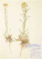 藏品(西糖芥)的圖片